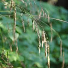 Attēlu rezultāti vaicājumam “Bromopsis benekenii”