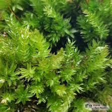 Attēlu rezultāti vaicājumam “Mnium hornum sporophyte”