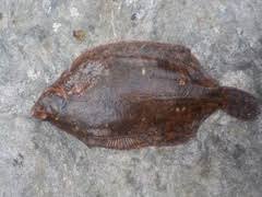 Image result for Microstomus kitt