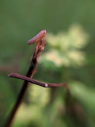 Attēlu rezultāti vaicājumam “Macrosteles nymph”