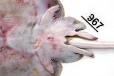 Image result for Raja polystigma