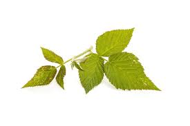 Attēlu rezultāti vaicājumam “Rubus idaeus leaf”