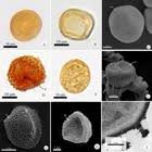Attēlu rezultāti vaicājumam “Plagiochila porelloides sporophyte”