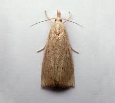 Attēlu rezultāti vaicājumam “Calamotropha paludella”