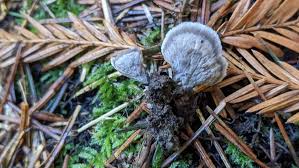 Attēlu rezultāti vaicājumam “Thelephora terrestris”