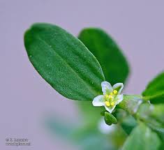 Attēlu rezultāti vaicājumam “Polygonum arenastrum flower”