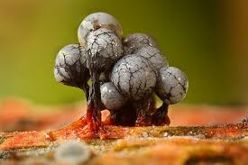 Attēlu rezultāti vaicājumam “Badhamia macrocarpa macro”