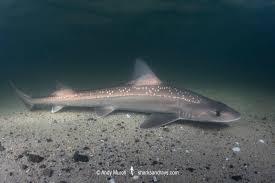 Image result for Mustelus asterias