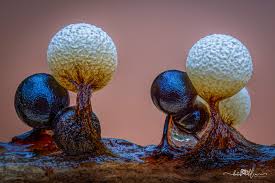 Attēlu rezultāti vaicājumam “Physarum psittacinum young”