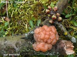 Attēlu rezultāti vaicājumam “Craterocolla cerasi”