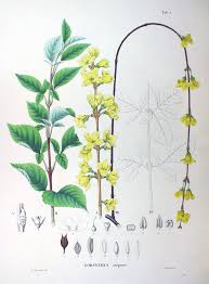 Attēlu rezultāti vaicājumam “Forsythia suspensa”