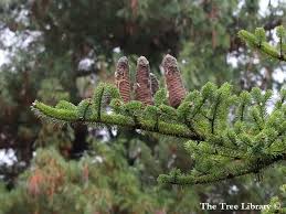 Attēlu rezultāti vaicājumam “Abies veitchii”