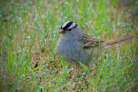 Image result for Zonotrichia leucophrys