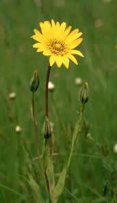 Attēlu rezultāti vaicājumam “Tragopogon heterospermus”