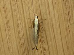 Attēlu rezultāti vaicājumam “Ypsolopha dentella”