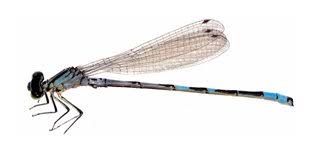 Attēlu rezultāti vaicājumam “Coenagrion hastulatum”