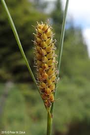 Attēlu rezultāti vaicājumam “Carex lasiocarpa leaf”