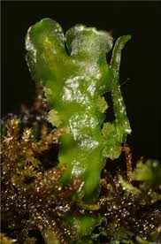 Attēlu rezultāti vaicājumam “Aneura pinguis”