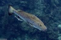 Image result for Lutjanus cyanopterus