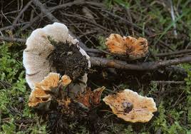 Attēlu rezultāti vaicājumam “Hydnellum aurantiacum”