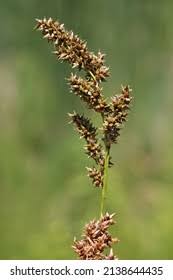 Attēlu rezultāti vaicājumam “Carex appropinquata”