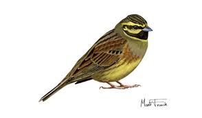 Image result for Emberiza cirlus