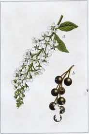 Attēlu rezultāti vaicājumam “Prunus padus var. roseiflora flower”