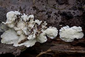 Attēlu rezultāti vaicājumam “Antrodiella faginea”