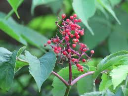 Attēlu rezultāti vaicājumam “Sambucus racemosa fruit”