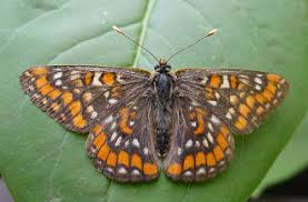 Attēlu rezultāti vaicājumam “Euphydryas maturna larva”