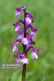 Attēlu rezultāti vaicājumam “Orchis morio”