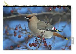 Attēlu rezultāti vaicājumam “Bombycilla garrulus”