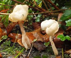 Attēlu rezultāti vaicājumam “Helvella elastica”