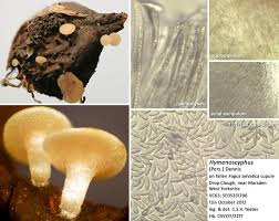 Attēlu rezultāti vaicājumam “Hymenoscyphus sp.”