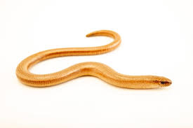 Attēlu rezultāti vaicājumam “Anguis fragilis”