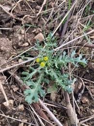 Attēlu rezultāti vaicājumam “Senecio vulgaris”