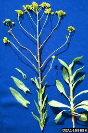 Image result for Isatis tinctoria