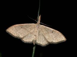 Attēlu rezultāti vaicājumam “Idaea straminata”