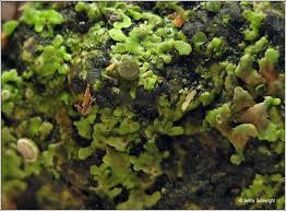 Attēlu rezultāti vaicājumam “Physconia distorta”