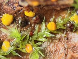 Attēlu rezultāti vaicājumam “Licea testudinacea”