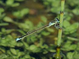 Attēlu rezultāti vaicājumam “Ischnura pumilio”