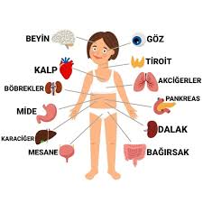 Image result for b%FD%E7ak anatomisi