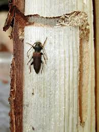 Attēlu rezultāti vaicājumam “Tetropium fuscum”