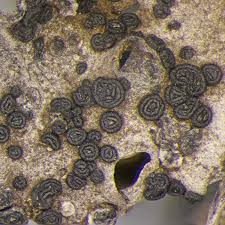 Attēlu rezultāti vaicājumam “Diderma umbilicatum spores”