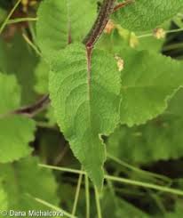 Attēlu rezultāti vaicājumam “Verbascum nigrum leaf”