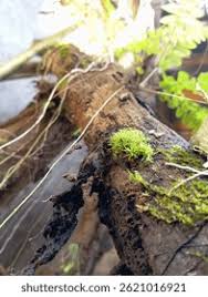 Attēlu rezultāti vaicājumam “Climacium dendroides sporophyte”