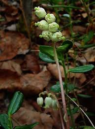 Attēlu rezultāti vaicājumam “Pyrolaceae”