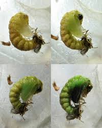 Attēlu rezultāti vaicājumam “Chrysopa”