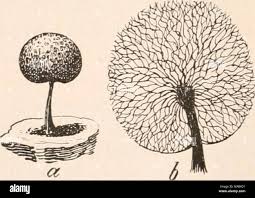 Attēlu rezultāti vaicājumam “Lamproderma violaceum”