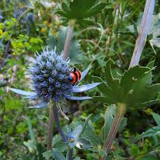 Image result for Edeldistel